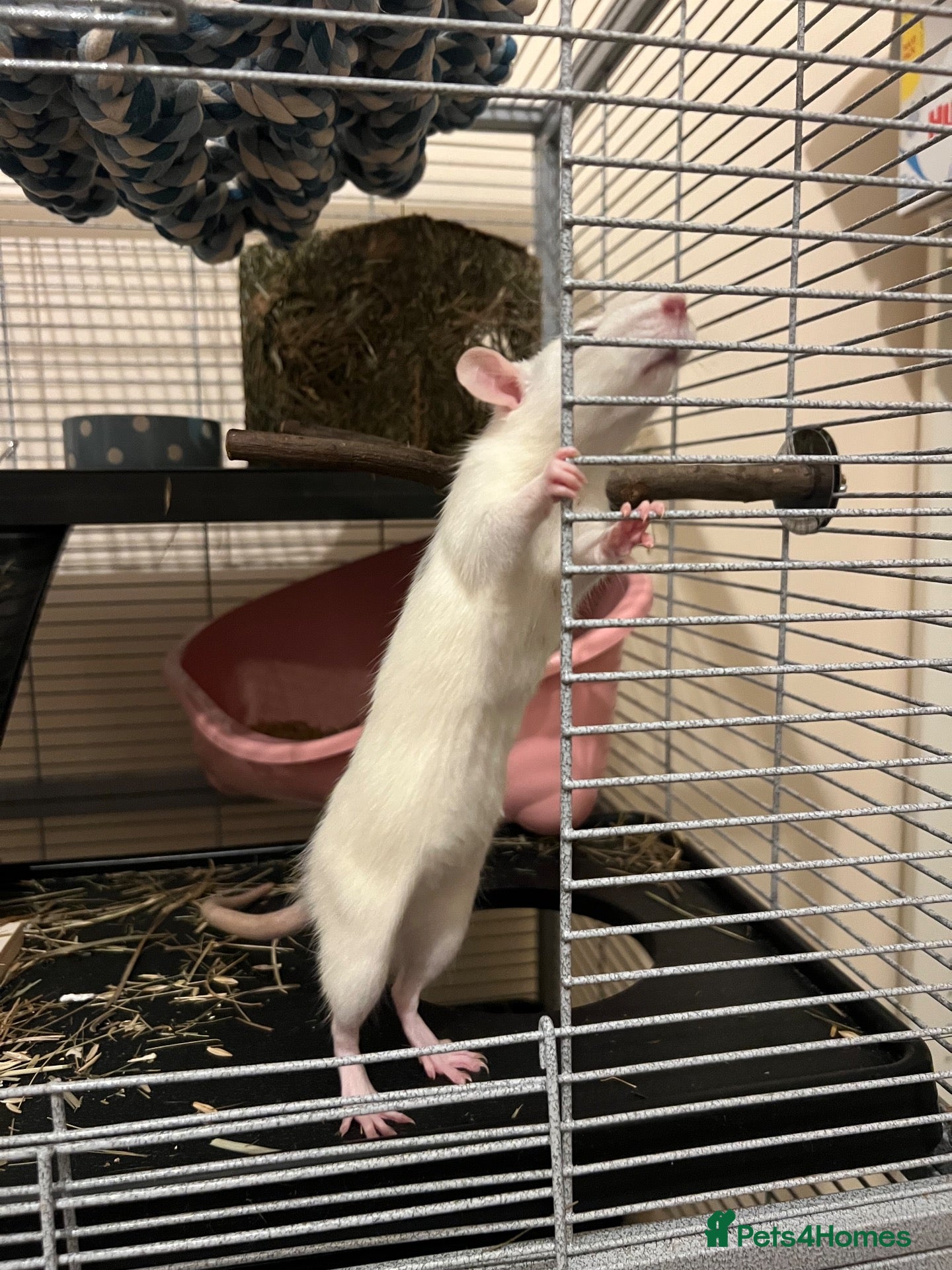 Rat rodents Rats need re homing asap - Advert 5