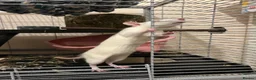 Rat rodents for sale: Rats need re homing asap in Banbury - Advert 1