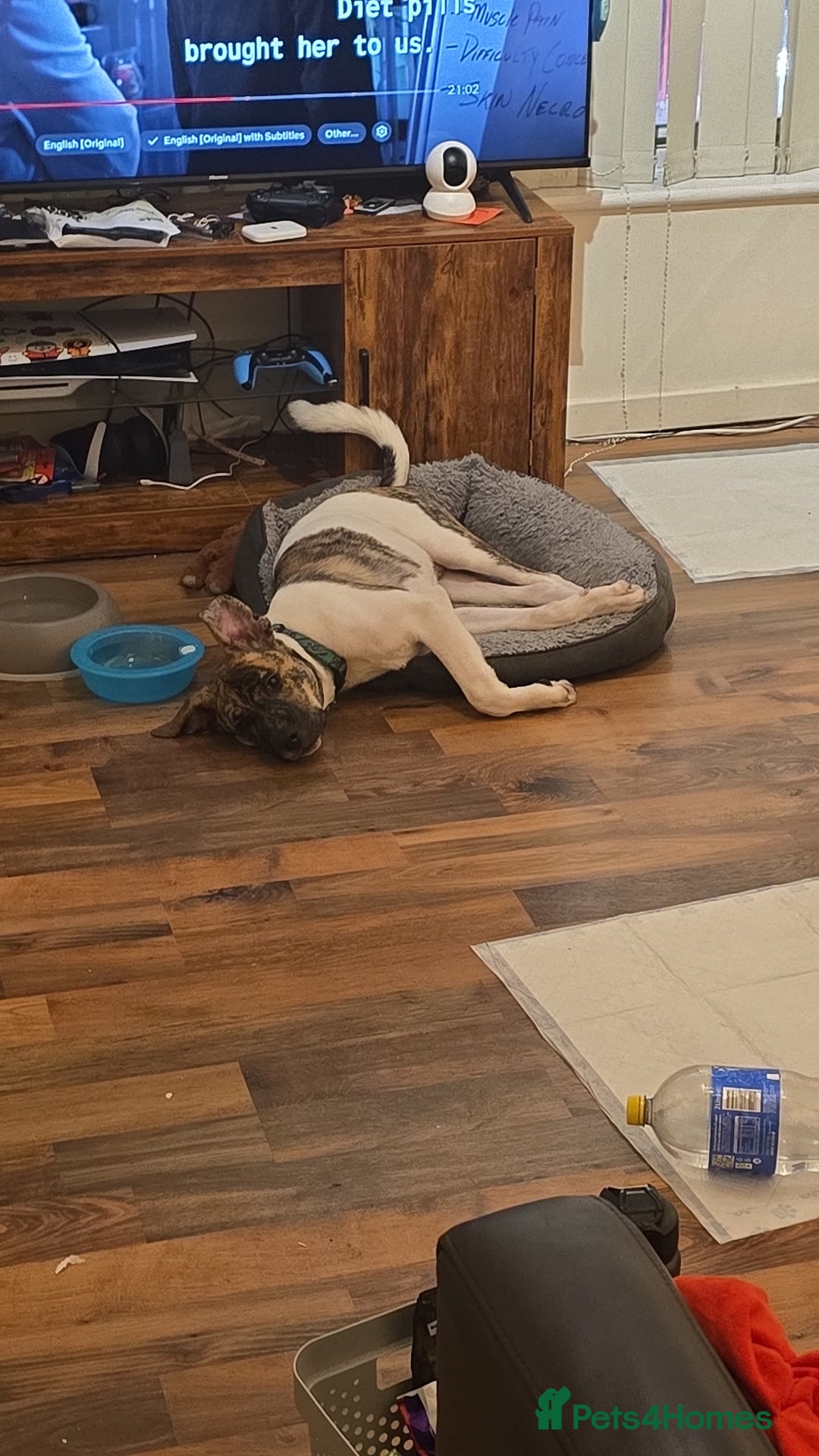 Mixed Breed dogs for sale: Bullmastiif Cross American Akita - Advert 6