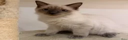 Ragdoll cats for sale: Ragdoll kittens  - Advert 7
