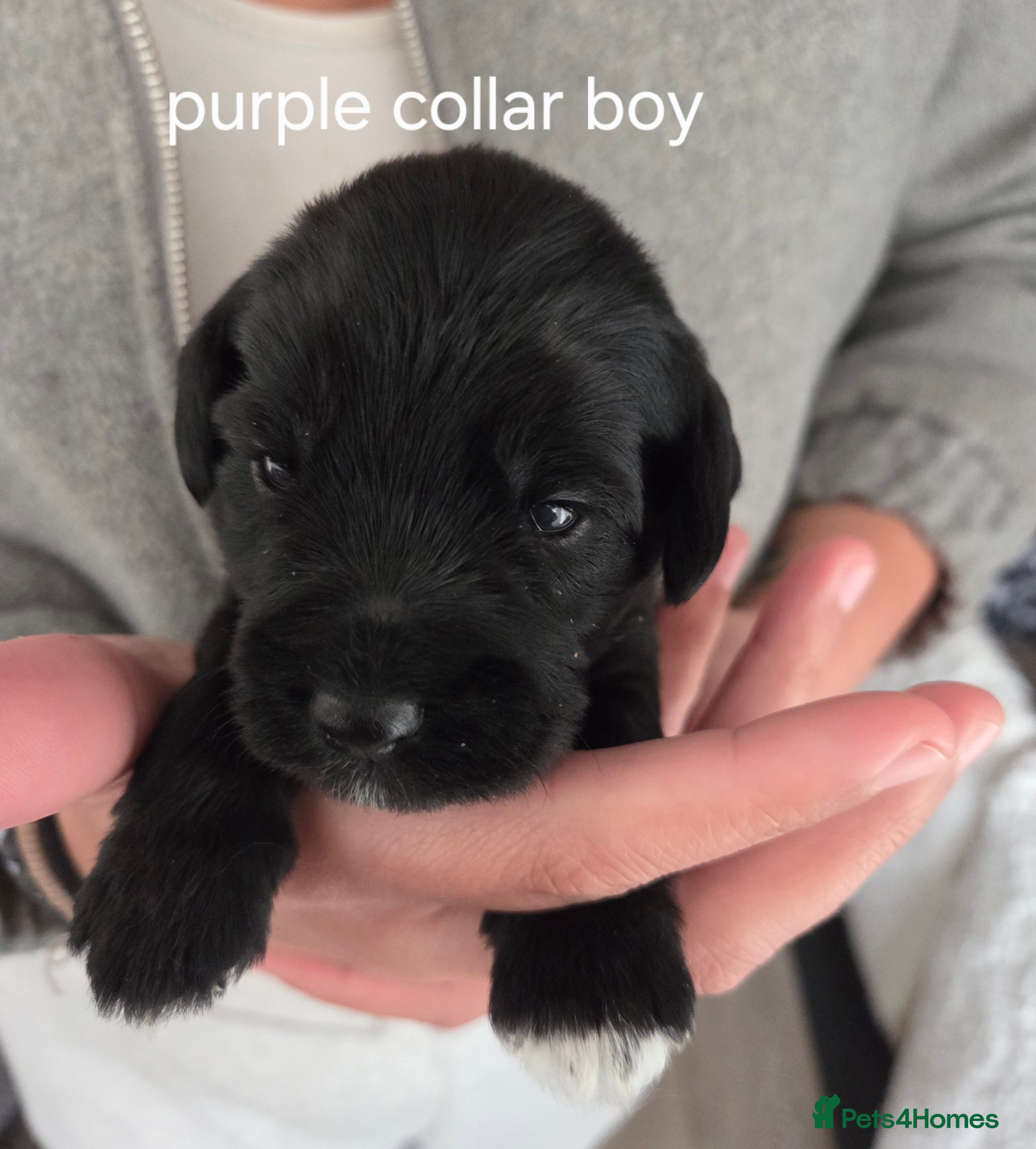 Mixed Breed dogs Schnockerpoo (cockapoo cross mini schnauzer) - Advert 21