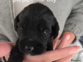 Mixed Breed dogs Schnockerpoo (cockapoo cross mini schnauzer) - Advert 21