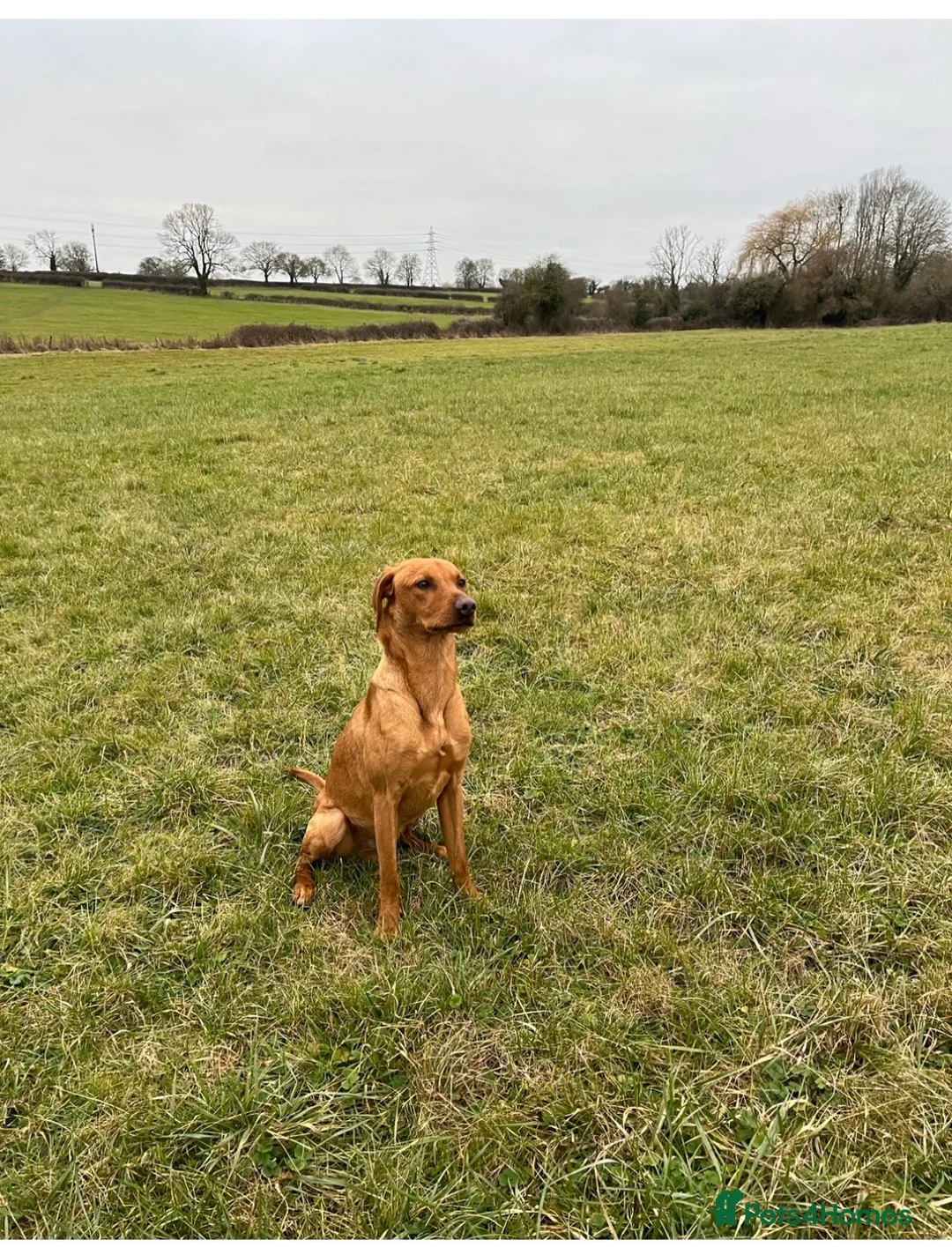 Labrador Retriever dogs for sale: Gorgeous Labrador Puppies  - Advert 10