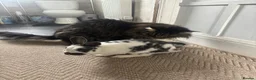Mixed Breed rabbits for sale: rabbit for rehoming  - Advert 4