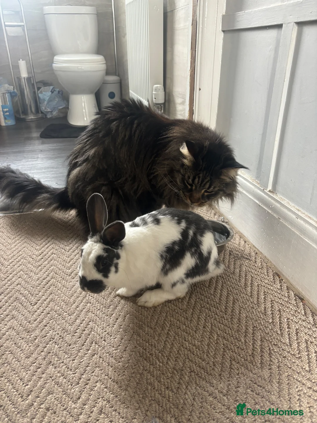 Mixed Breed rabbits for sale: rabbit for rehoming  - Advert 4