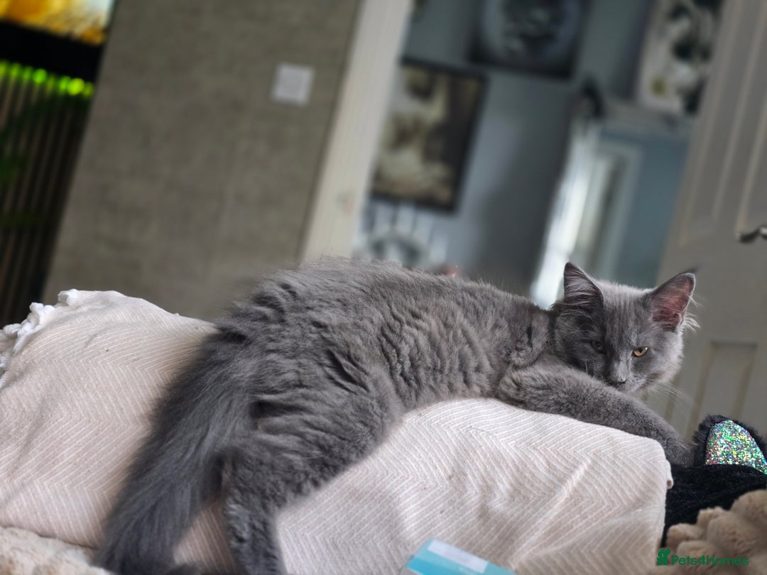 Maine Coon cats for sale: Blue Beautiful baby Milo  - Advert 3