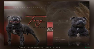 Staffordshire Bull Terrier dogs in Birkenhead - Advert 2