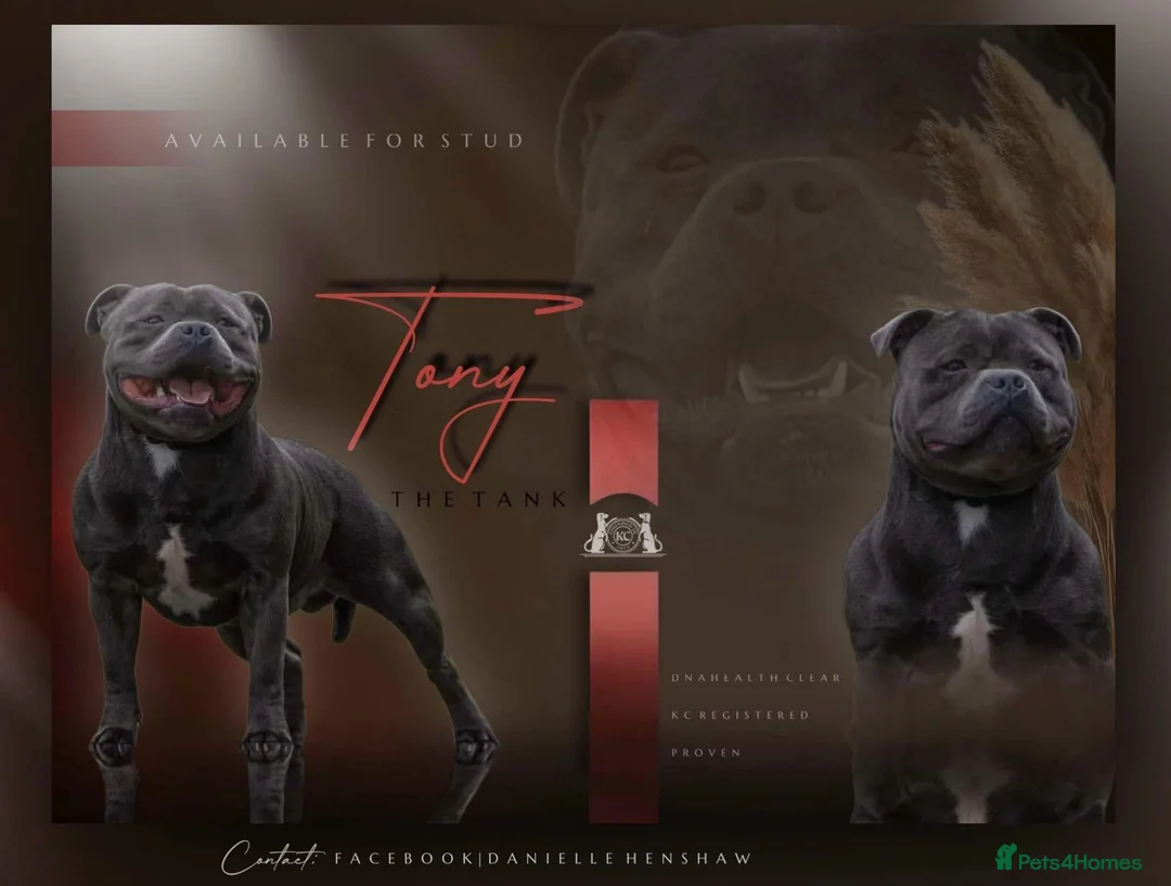 Staffordshire Bull Terrier dogs for stud: Top quality blue Stafford stud “TONY” in Birkenhead - Advert 3