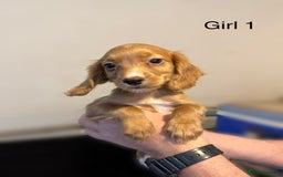 Cocker Spaniel dogs for sale: Beautiful cocker spaniel puppies ready now - Image 13