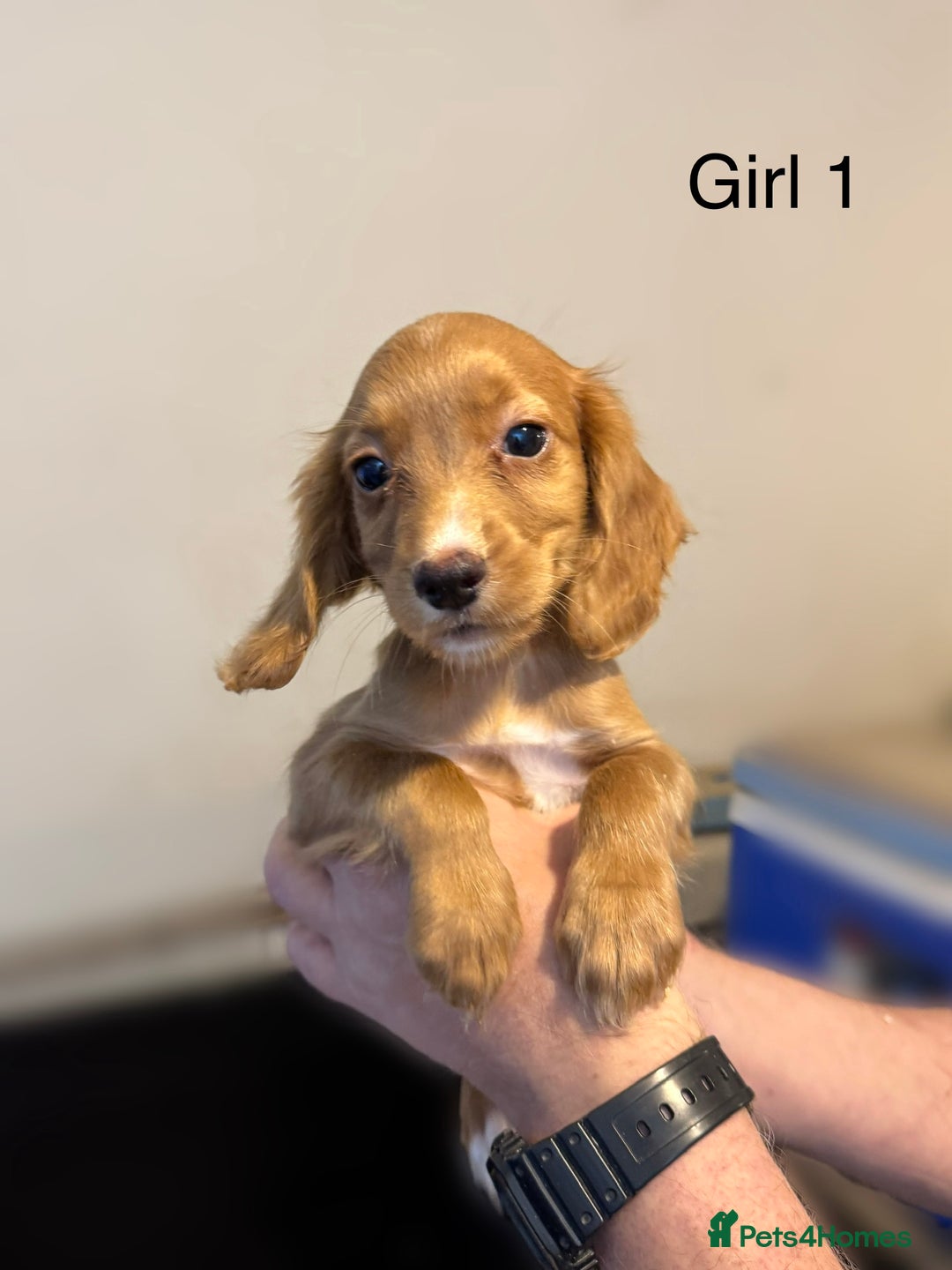 Cocker Spaniel dogs for sale: Beautiful cocker spaniel puppies ready now - Image 13