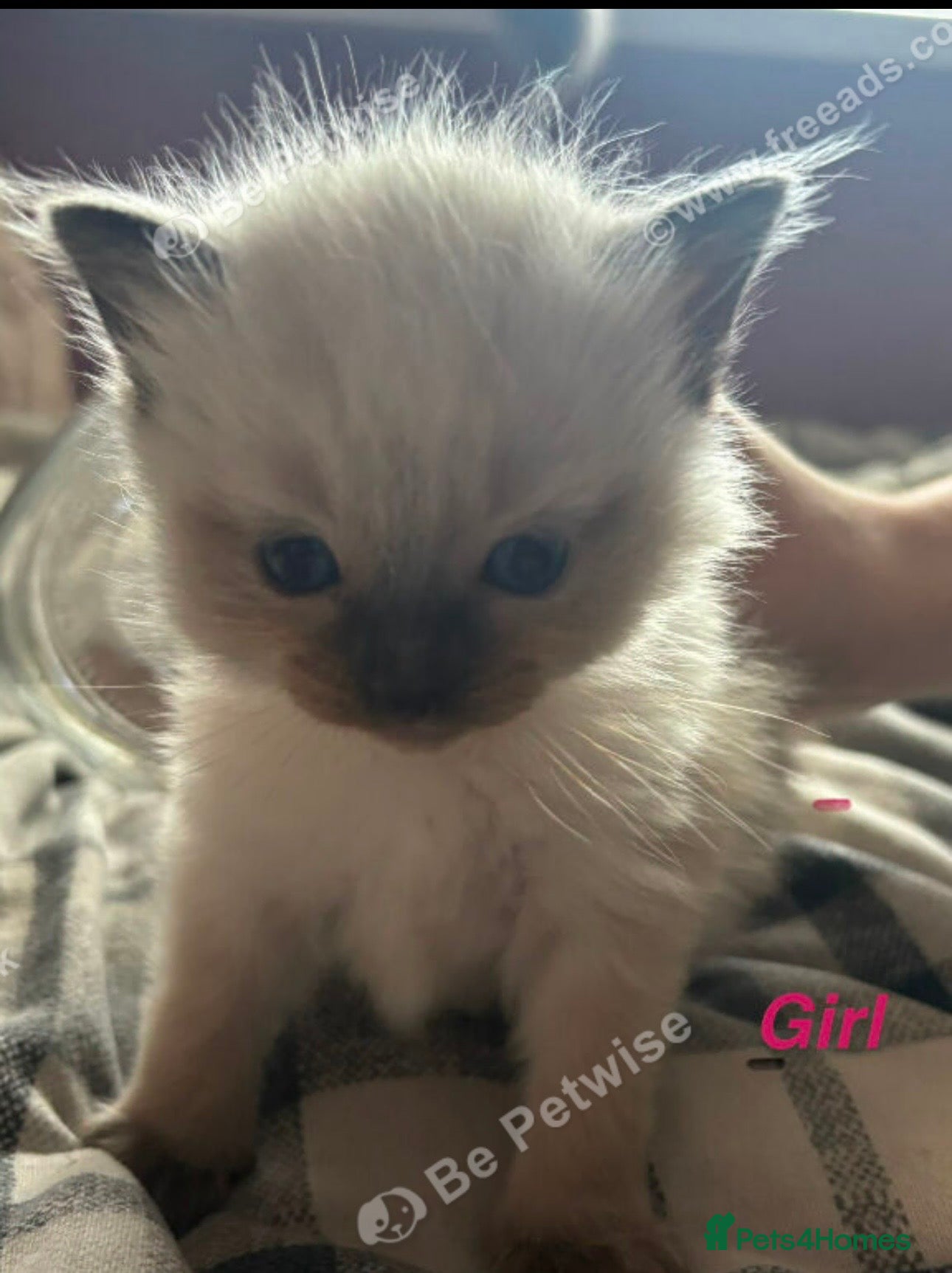 Ragdoll cats for sale: Ragdolls  - Advert 5