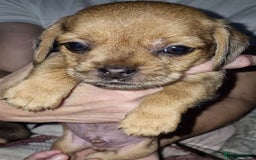 Mixed Breed dogs for sale: Dashound/Pug mix - Image 5