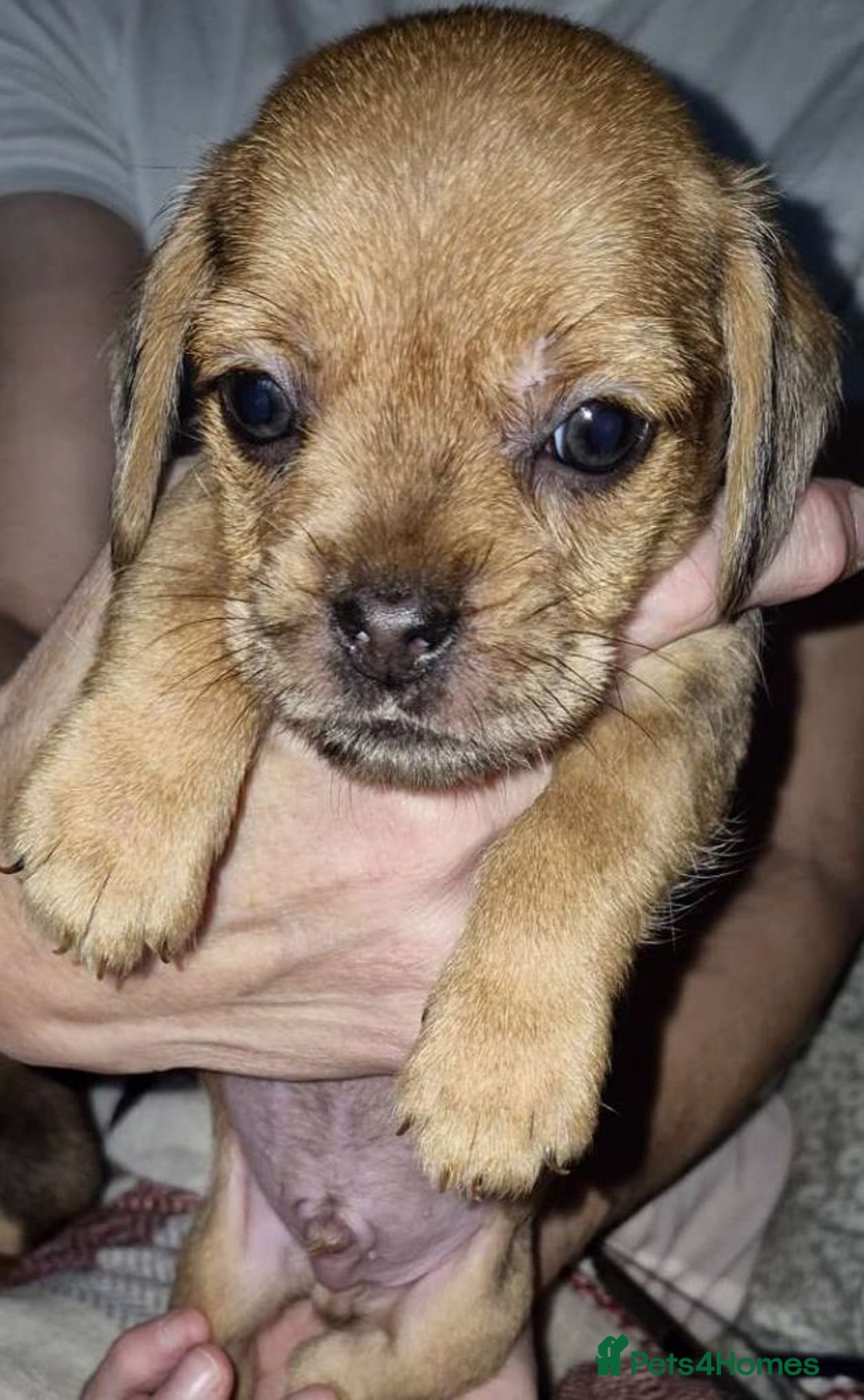 Mixed Breed dogs for sale: Dashound/Pug mix - Image 5