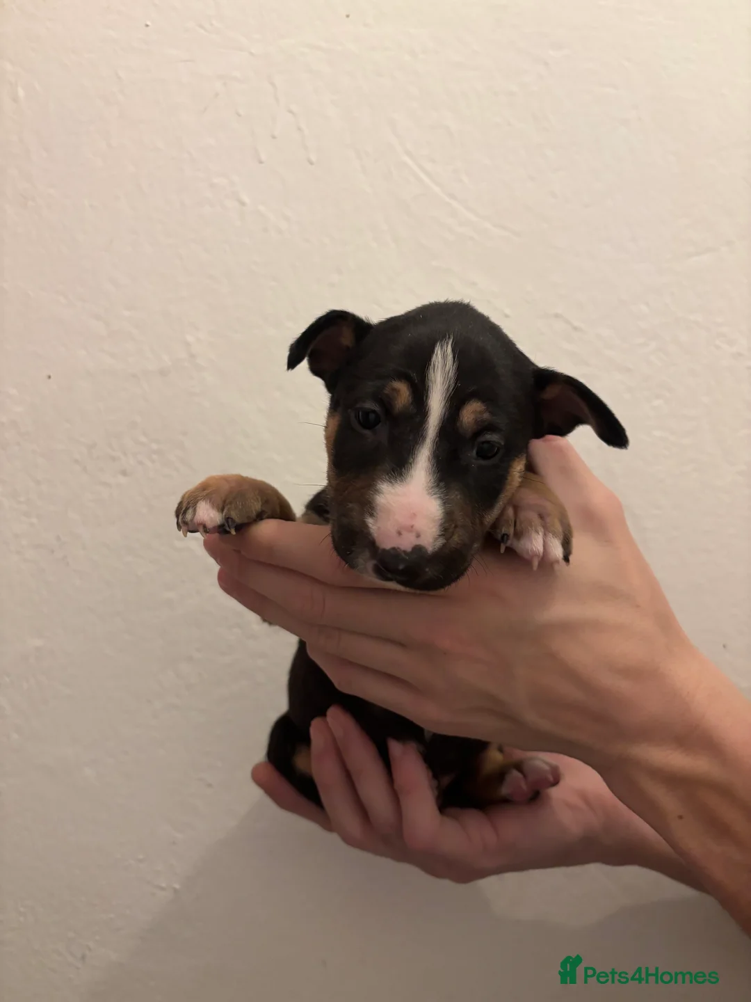 English Bull Terrier dogs for sale: KC English bullterriers puppys x5 - Advert 6