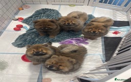 Chow Chow dogs for sale: Chow Puppies looking for new home - Image 35