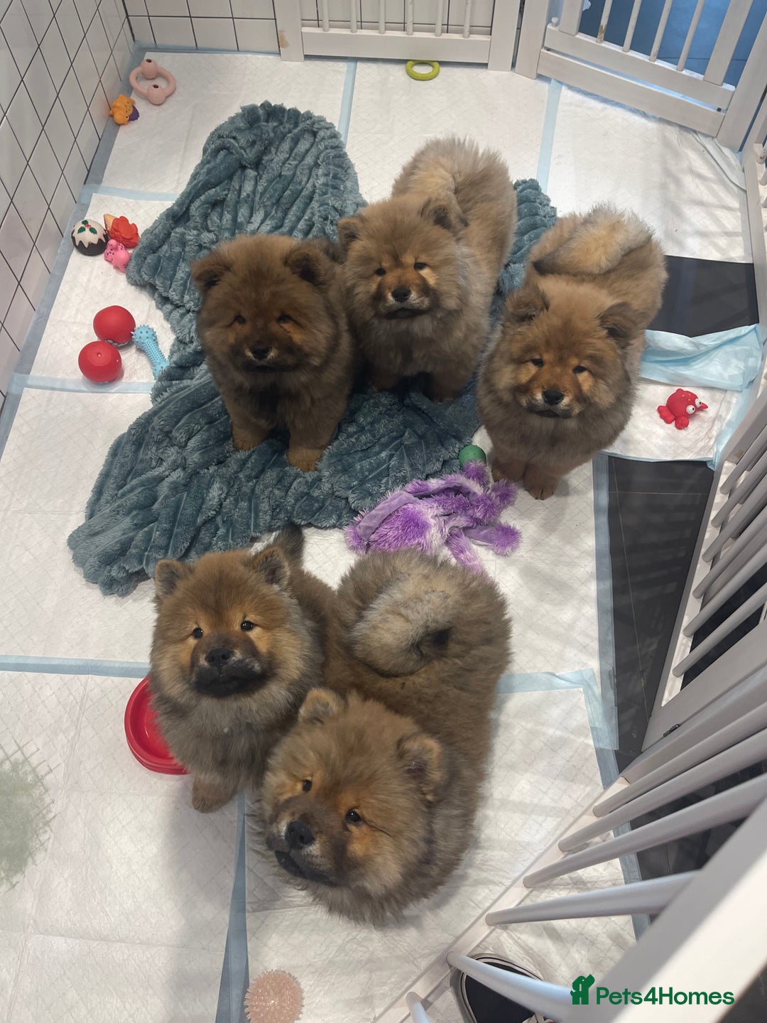 Chow Chow dogs for sale: Chow Puppies looking for new home - Image 35
