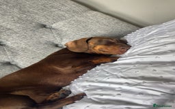 Miniature Dachshund dogs for sale: Male miniature daushund  - Image 2