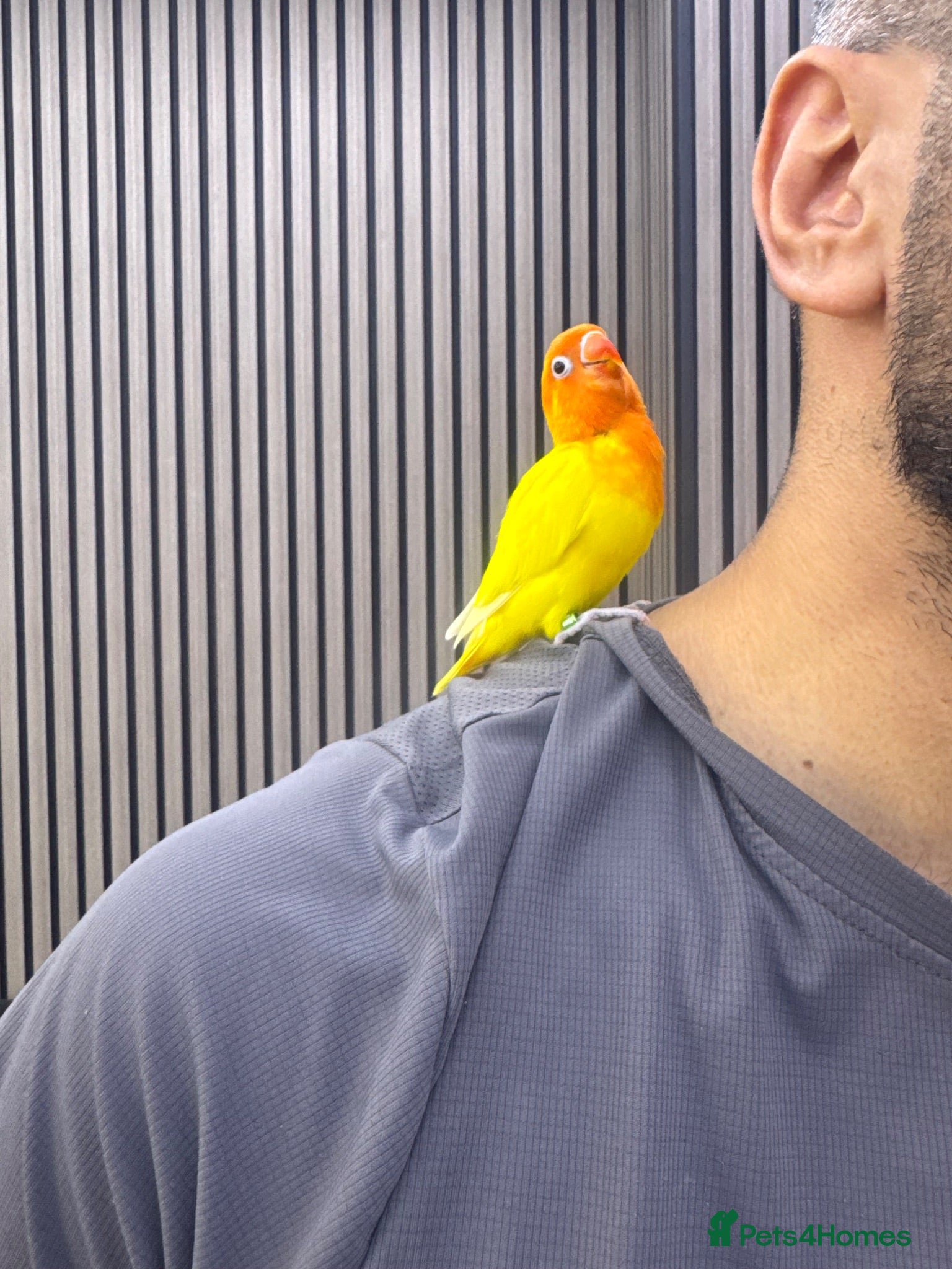 Lovebirds birds  Lutino Lovebird – Fully Tame & Super Friendly  - Advert 1