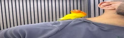 Lovebirds birds for sale:  Lutino Lovebird – Fully Tame & Super Friendly  - Advert 1