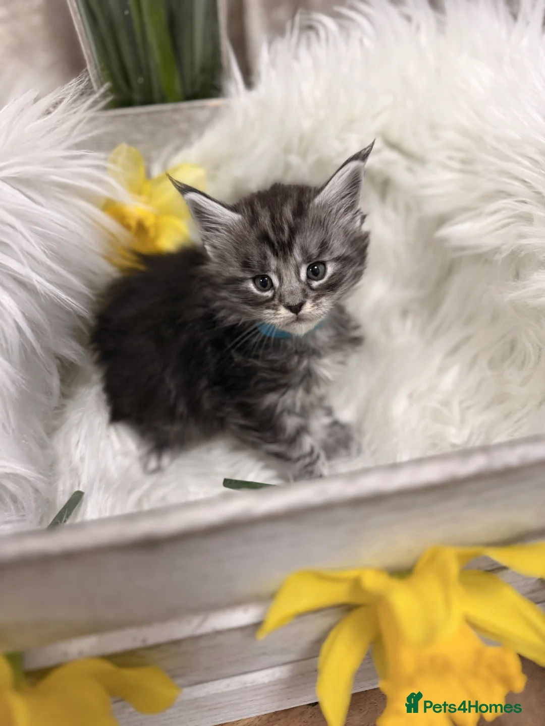Maine Coon cats for sale: 🐾 Stunning Maine Coon Kittens🐾 - Advert 21