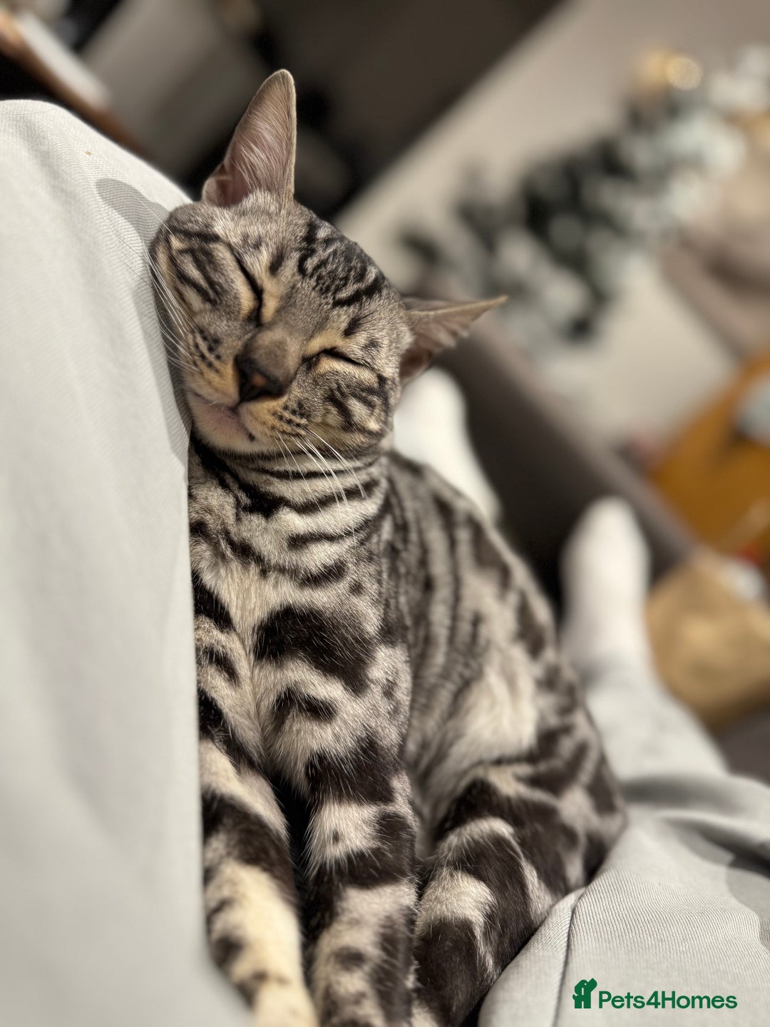 Bengal cats for sale: Silver rosetted Bengal🐆❤️ - Image 11