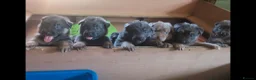 German Shepherd dogs for sale: Blue tan, blue sable Isabella German shepherd pups in Crewe - Advert 5