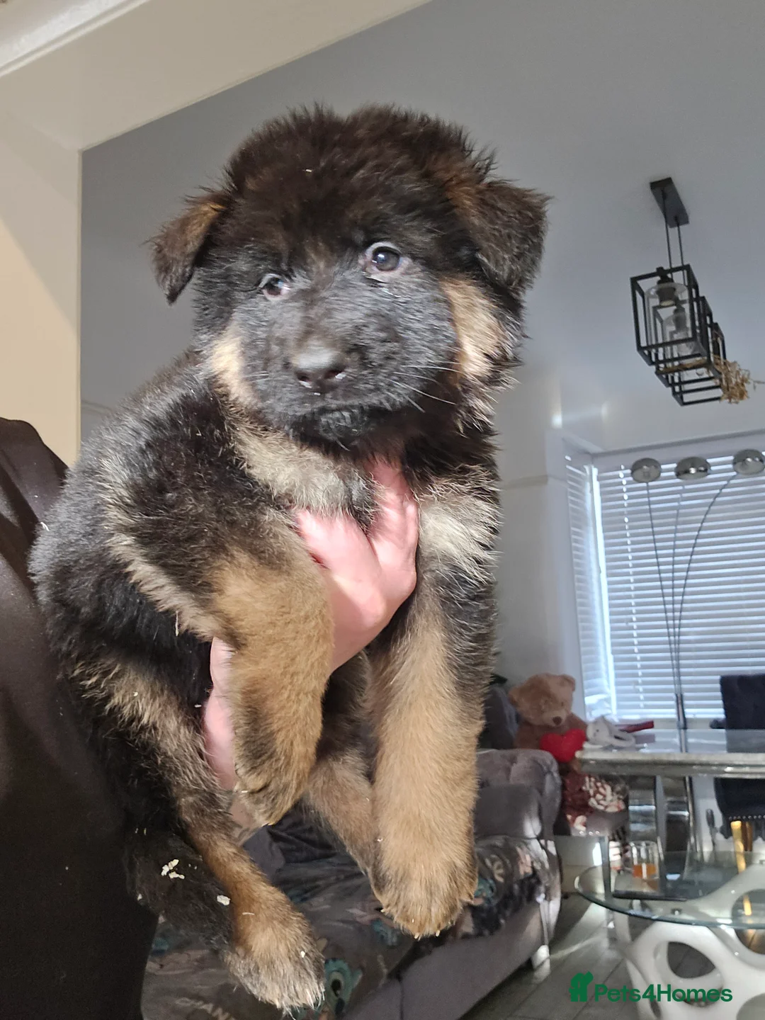 German Shepherd dogs for sale: German shepherd long hair straigh back - Advert 7