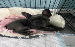 French Bulldog dogs for sale: French bulldog pup girl BLUE 13 weeks old - Image 5