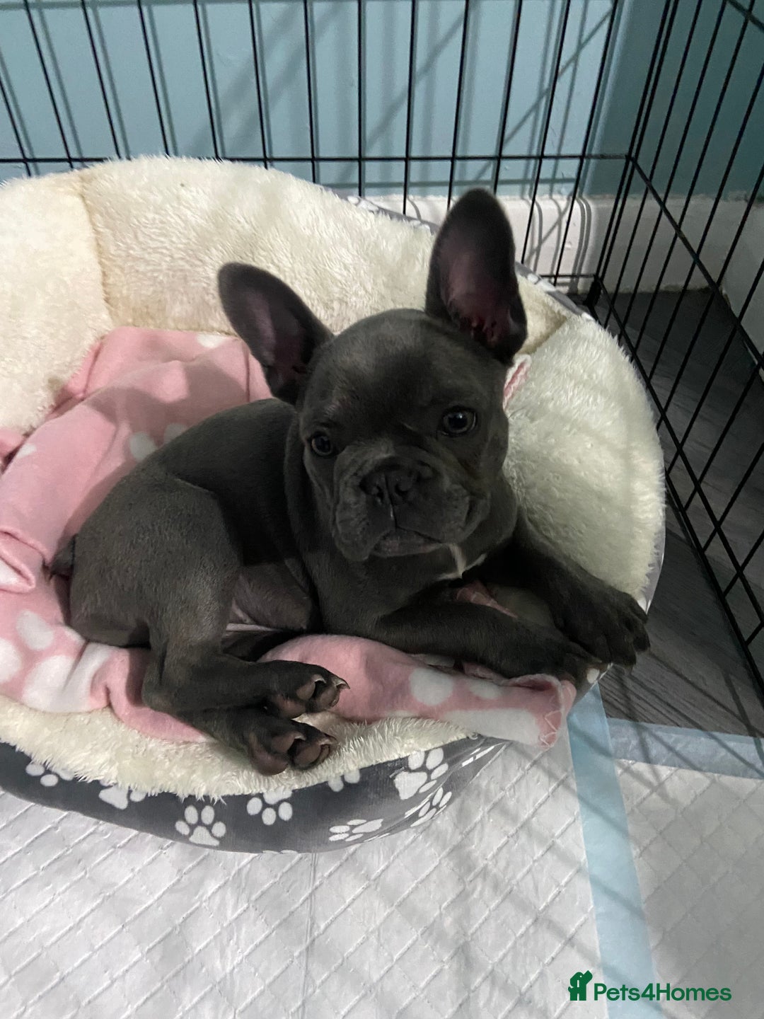 French Bulldog dogs for sale: French bulldog pup girl BLUE 13 weeks old - Image 5