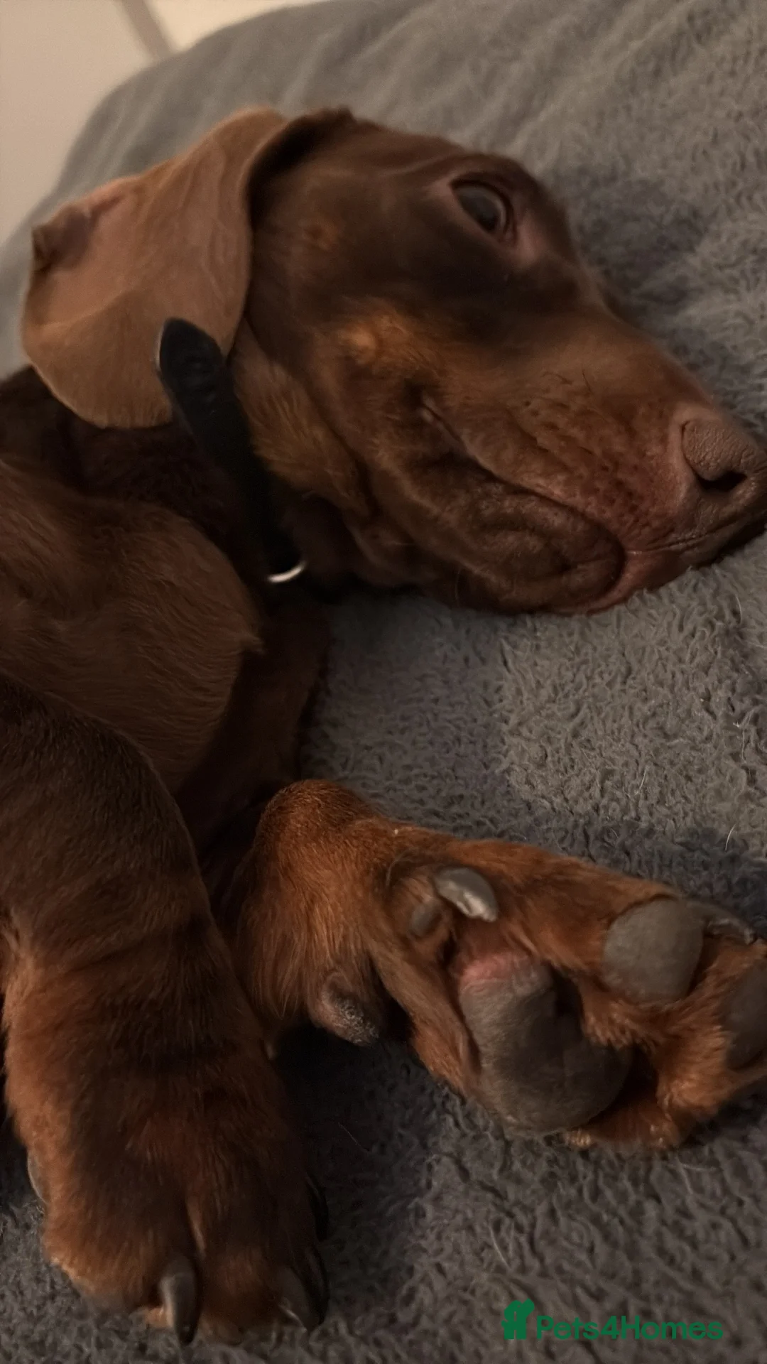 Miniature Dachshund dogs for stud: Mini Dachshund PROVEN LITTERS!  in Woking - Advert 2