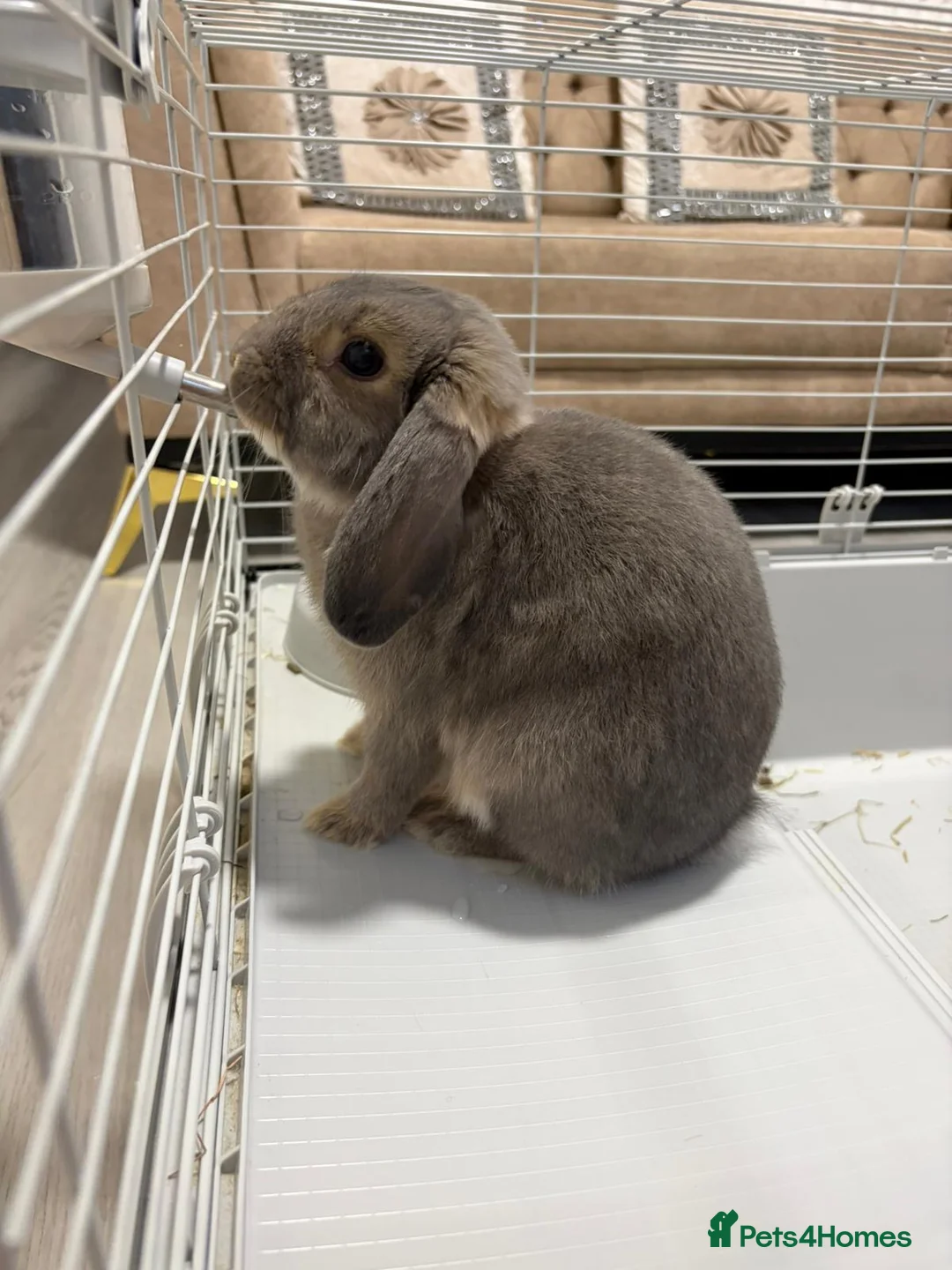 Mini Lop rabbits for sale: Mini Lop bunny - Advert 2