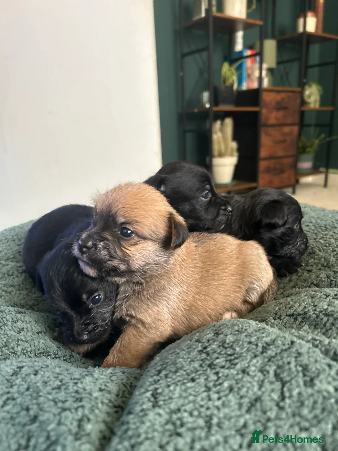 Mixed Breed dogs for sale: 4 Stunning Jackapoos - Advert 2