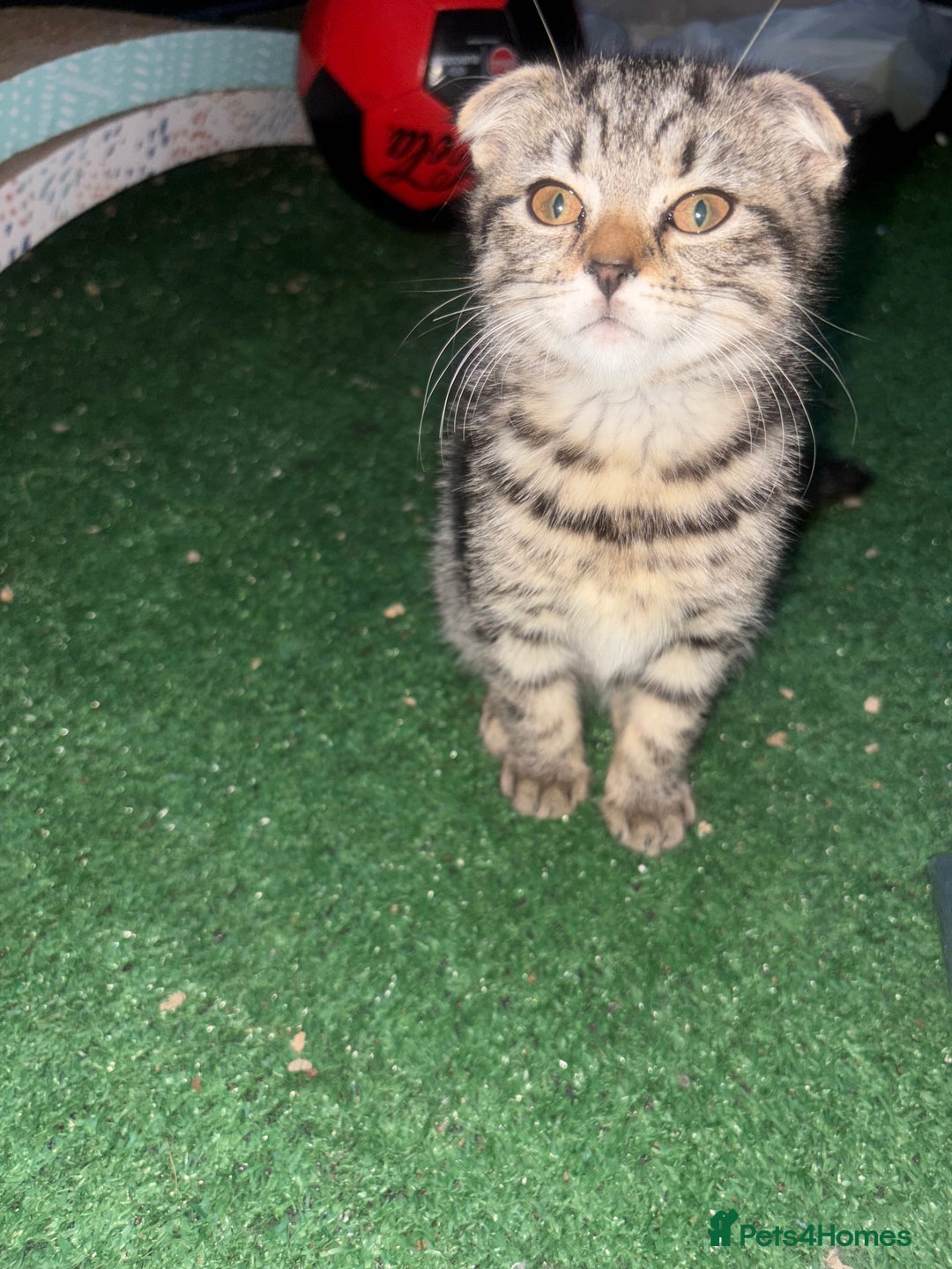 Mixed Breed cats for sale: Beautifully natured boy kitten ❤️ - Image 7