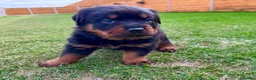 Rottweiler dogs for sale: KC Registered German Line Rottweiler Puppies 🐾🐾 - Advert 10