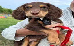 Cocker Spaniel dogs for stud: Extensively Health Tested KC Cocker - WELL PROVEN in Lincoln - Image 21