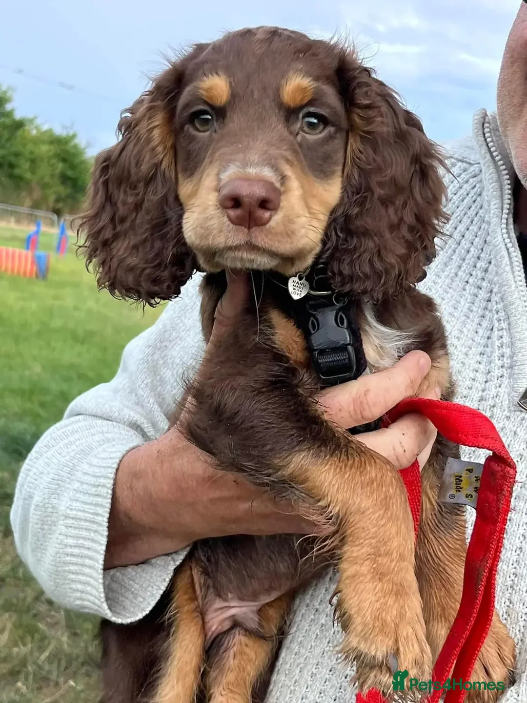 Cocker Spaniel dogs for stud: Extensively Health Tested KC Cocker - WELL PROVEN in Lincoln - Image 21