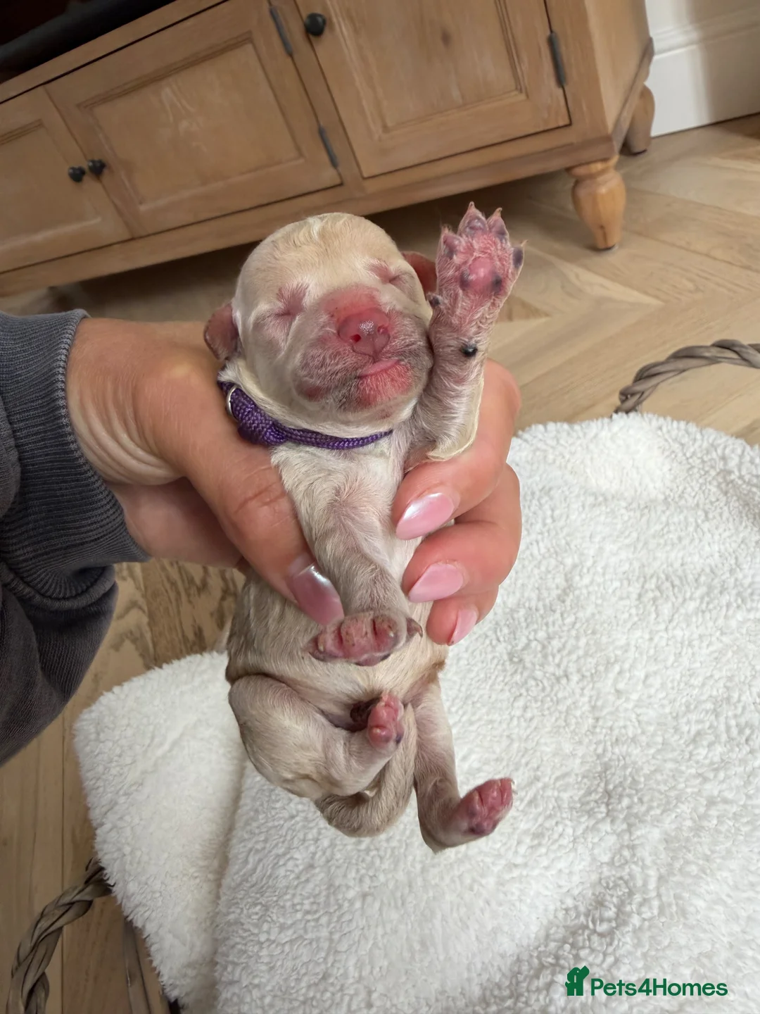 Miniature Poodle dogs for sale: KC registered miniature poodles - Advert 20