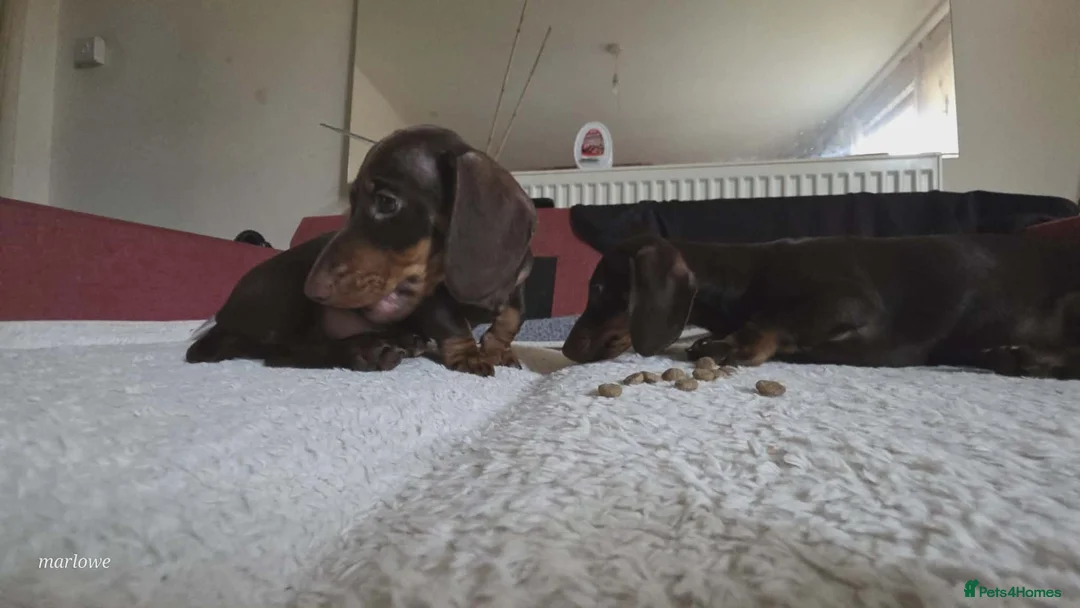 Miniature Dachshund dogs for sale: Miniature dashound  - Advert 1