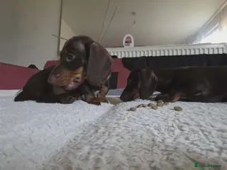 Miniature Dachshund dogs Miniature dashound - Advert 1