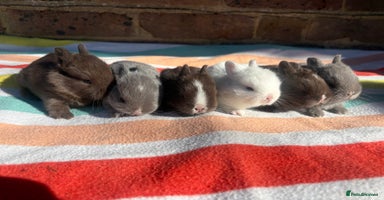 Netherland Dwarf rabbits - Advert 1
