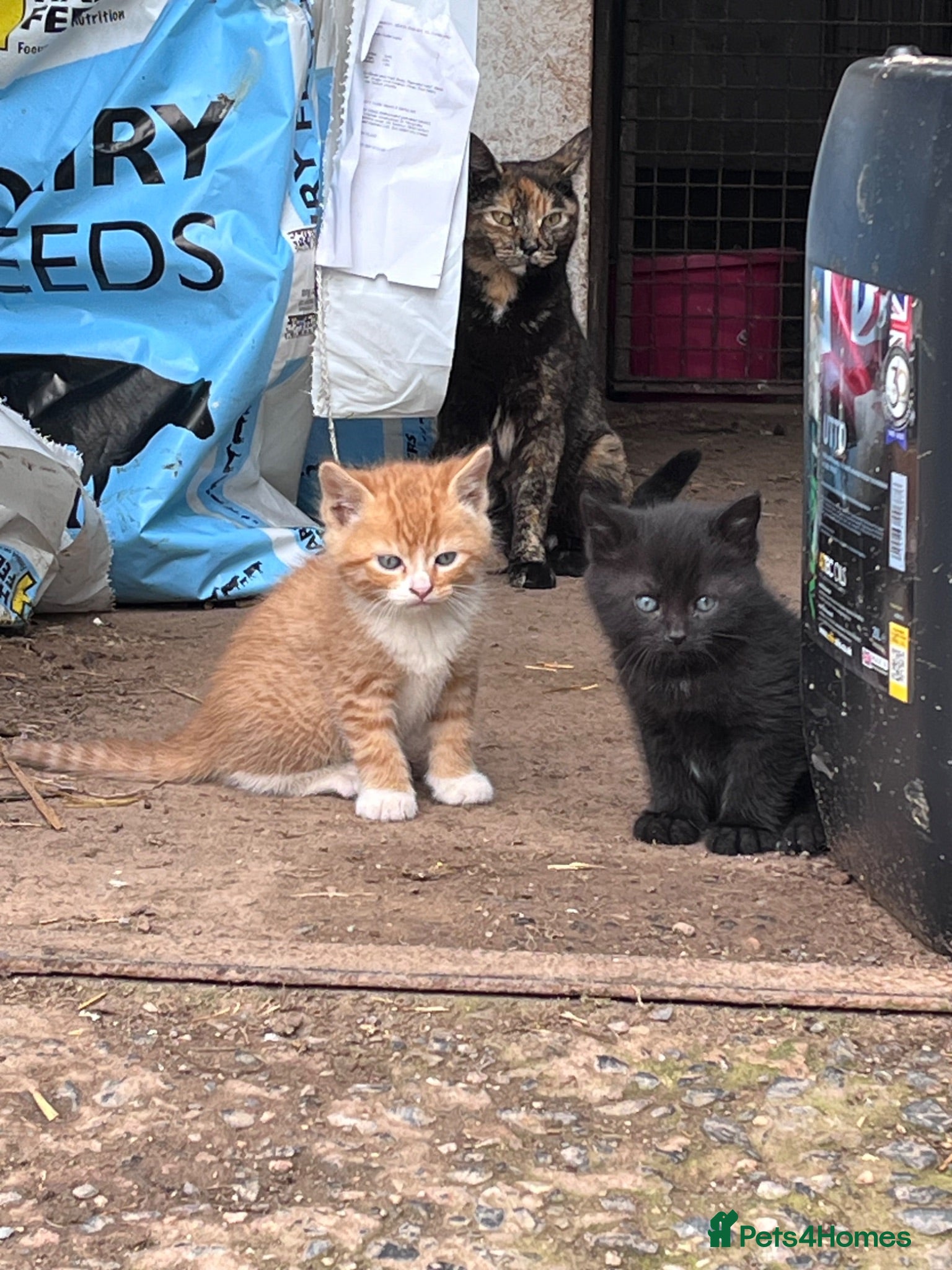Mixed Breed cats Beautiful farm kittens for sale.  - Advert 12