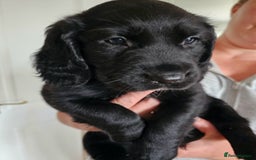 Springador dogs for sale: SPRINGADOR PUPPIES LOOKING FOR LOVING HOMES!  - Image 2