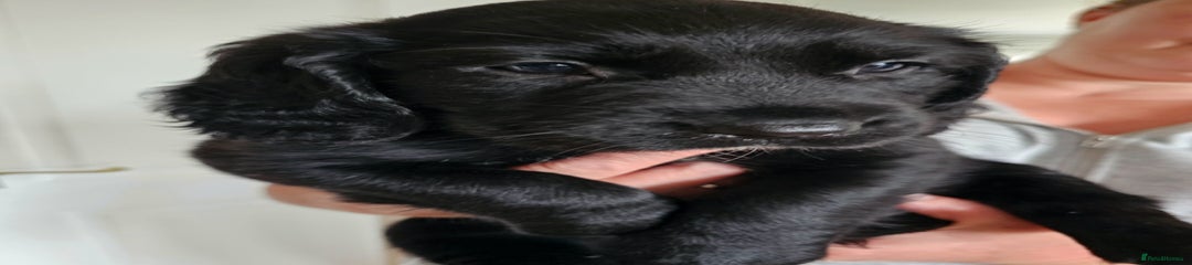 Springador Puppy 1