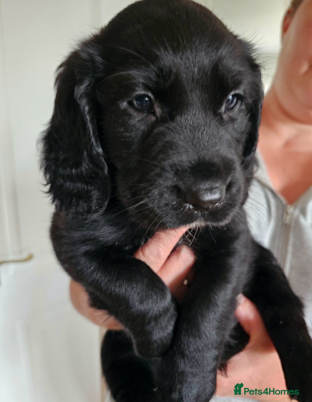 Springador dogs for sale: SPRINGADOR PUPPIES LOOKING FOR LOVING HOMES!  - Image 2