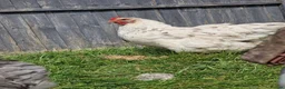 Chickens poultry for sale: Blue Jersey Giant hatching eggs - Advert 5