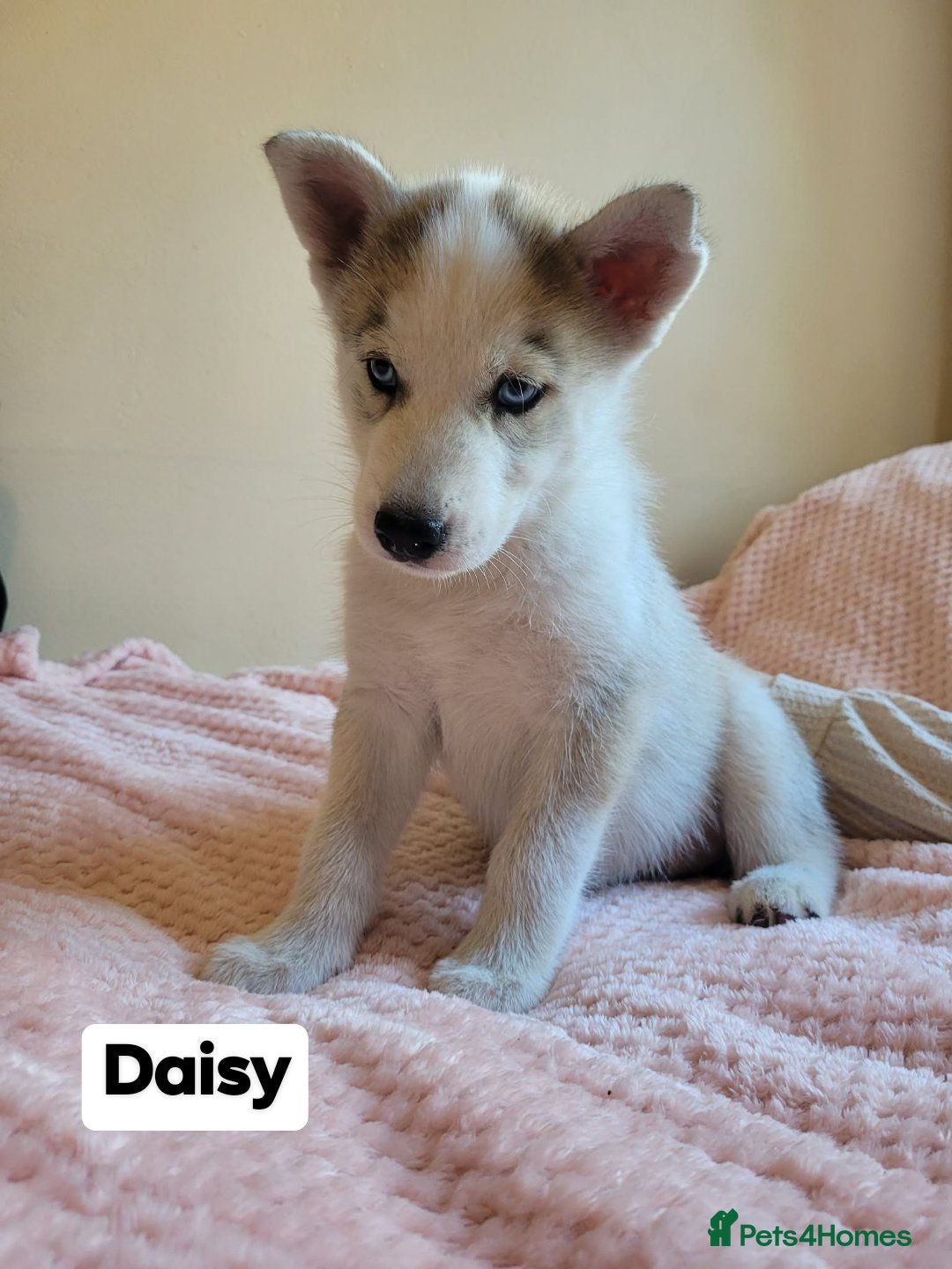 Siberian Husky dogs 💙♥️ 7 puppies looking for forever home ♥️💙 - Advert 1