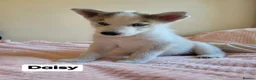 Siberian Husky dogs for sale: 💙♥️ 7 puppies looking for forever home ♥️💙 in Newcastle - Advert 1