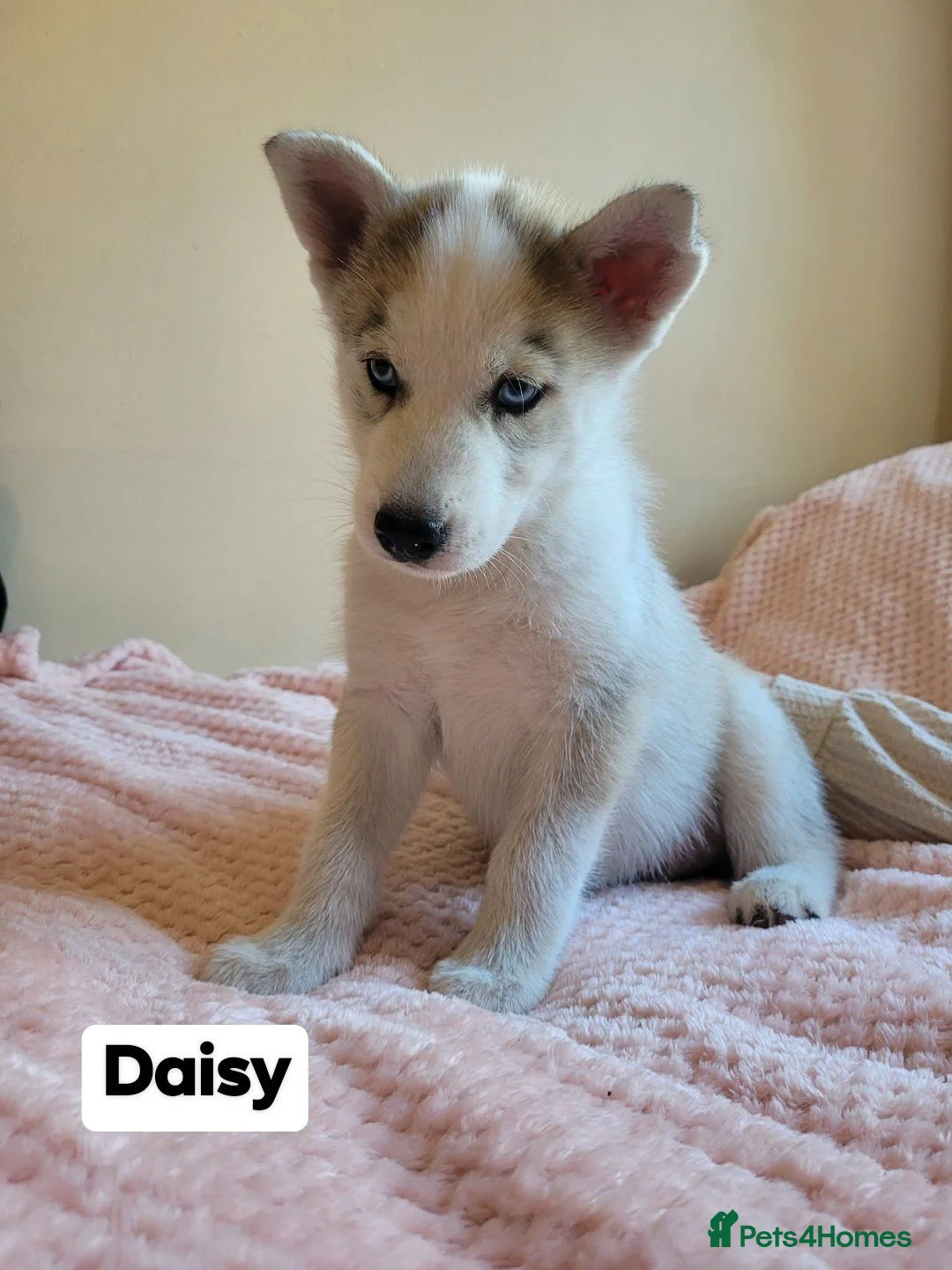 Siberian Husky dogs for sale: 💙♥️ 7 puppies looking for forever home ♥️💙 in Newcastle - Advert 1