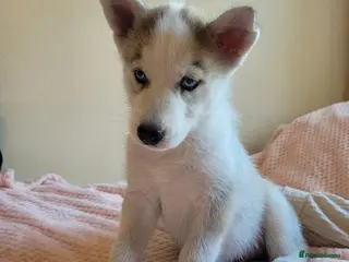 Siberian Husky dogs 💙♥️ 7 puppies looking for forever home ♥️💙 - Advert 1