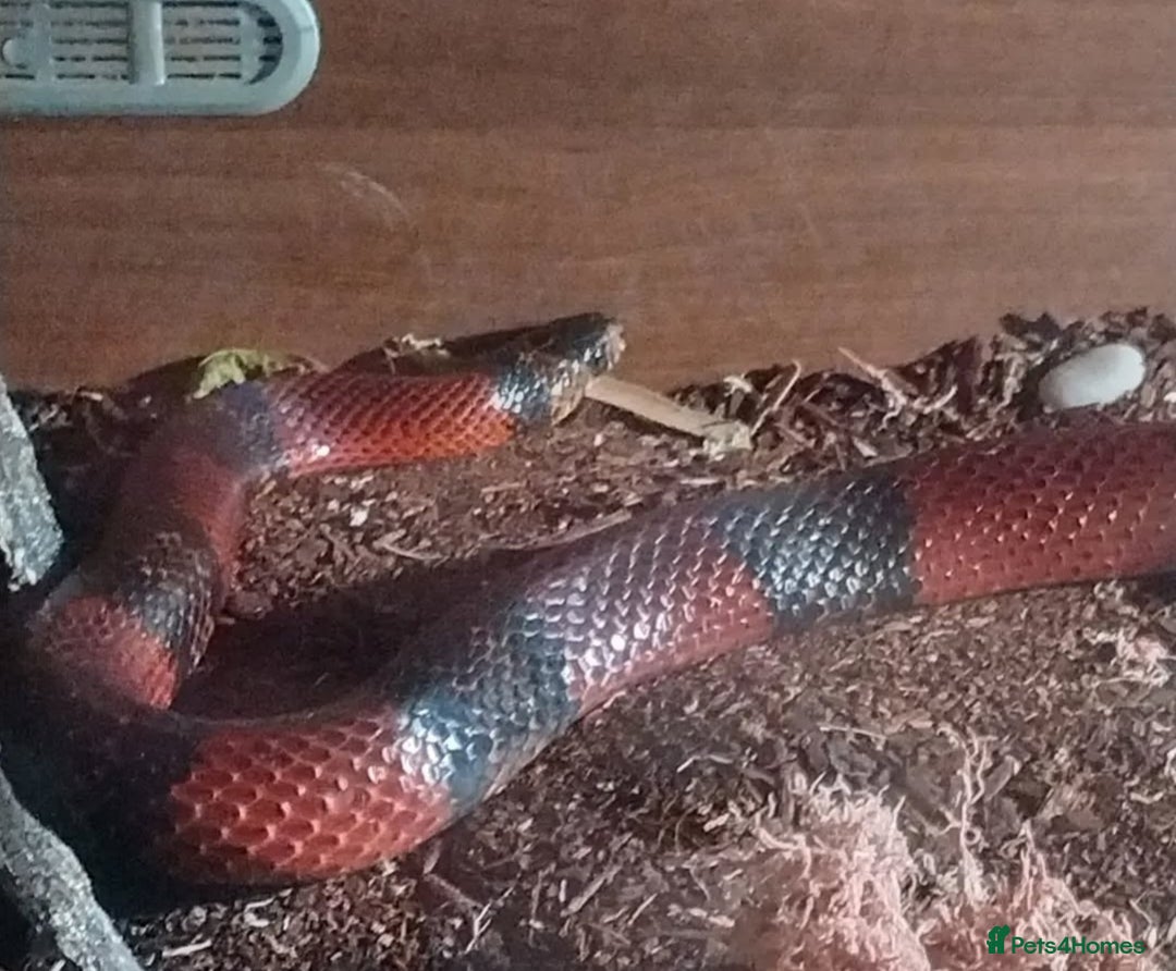 Milk Snake reptiles for sale: Hondurian milkshake for sale - Image 7